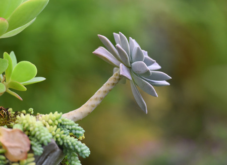 Beautiful succulent Plants in garden Echeveria succulent cactus plant in garden nursery on green blur background / Echeveria Perle Von Nurnbergの写真素材