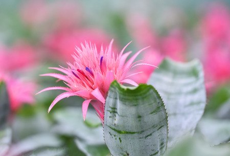 Pink bromeliad flower in garden nursery on pink plants background / Aechmea fasciata Bromeliadの写真素材