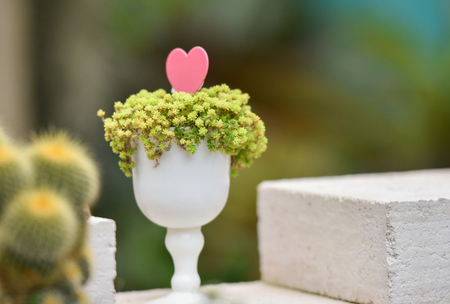 Vase with plant in the garden / pink heart shaped on the white vase plantの写真素材