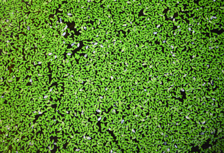 Green duckweed covered on the water / and water hyacinth plant on surface background
