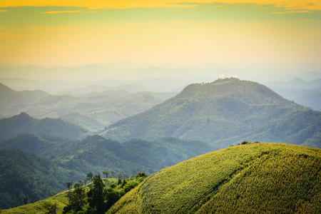 background landscape mountain with  green corn field agriculture on the hill /  Moutain farm Asian Thailandの写真素材