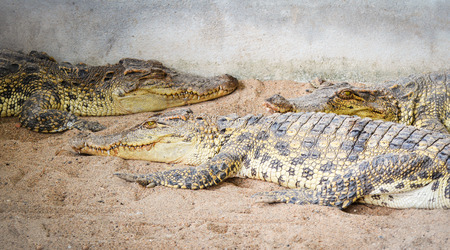 Crocodile lying on Sand / Large freshwater crocodile in farmの写真素材