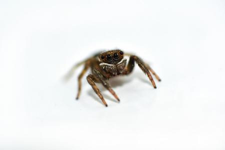 Spider isolated / Close up of jumping spider on white background - Macro insect brown black jumping spiderの写真素材