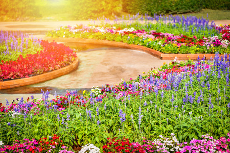 Colorful garden flower / Multi color Flora and pathway colorful landscape plant and flower blooming spring garden with Dianthus flower Cockscomb and Blue Salvia blossom beautiful bright  dayの写真素材