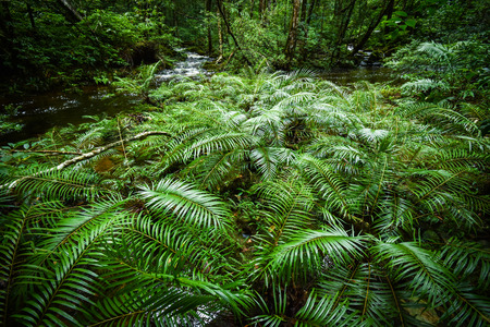 plant tropical fern forest / nature green plant rainforest tropical jungle fern tree with stream...