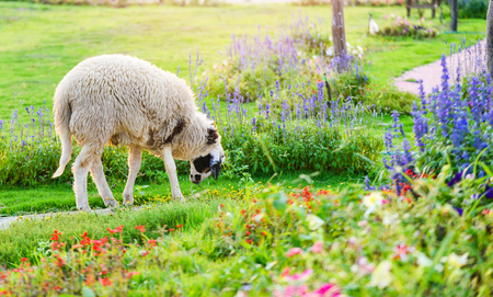 Sheep farm garden / beautiful flowre garden farm sheep grazing grass on green field - Sheep farming agriculture on spring summerの写真素材