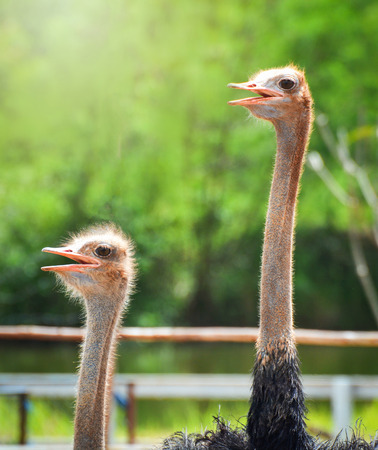 Ostrich head / close up of head ostrich group open your mouth in the farmの写真素材