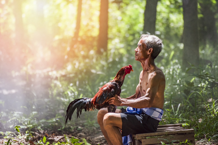 rooster fighting cock and uncle owner / old man farmer make love animal gamecock in hand - gamecock get ready for fighting cock in countryside chicken farm roosterの写真素材