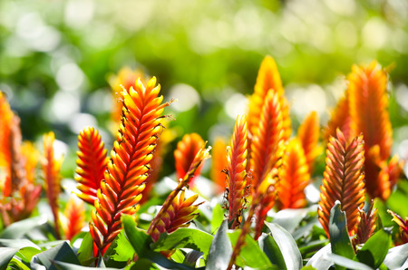 Bromeliad flower / Beautiful orange red and yellow bromeliad in garden nursery on green plants backgroundの写真素材