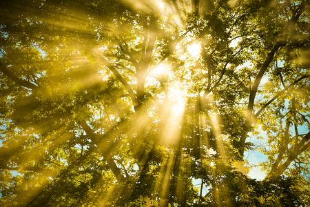 sunlight shine through warm autumn forest / light through the mist fog and trees summer sunshine big tree forest colorful on brigh day sunnyの写真素材