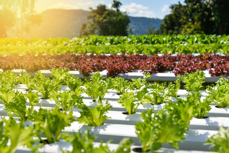 Vegetable hydroponic system / young and fresh vegetable Frillice Iceberg salad growing garden hydroponic farm salad on water without soil agriculture in the green house organic plants for health foodの写真素材