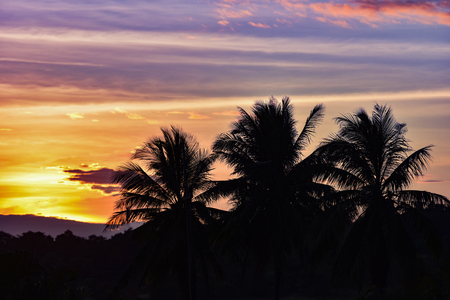 silhouette sunset coconut tree tropical plant with clouds and sky yellow purple background - Silhouette palm trees on beach coast asiaの写真素材