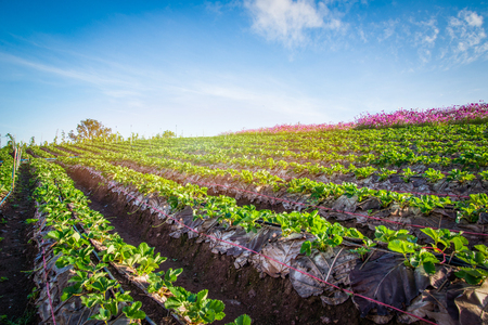 strawberry plant farm on hill / fresh strawberries field plantation growing landscape garden fruit in row on natural with leaves green agriculture mountain backgroundの写真素材