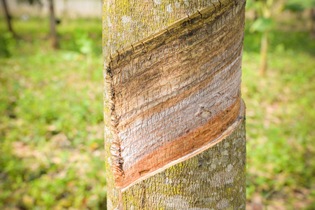 Rubber trees cut for natural latex on rubber tree plantation field agriculture areaの写真素材