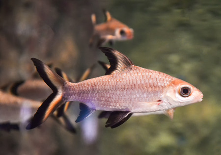 silver shark - Bala Shark fish swimming fish tank underwater aquarium - Balantiocheilos melanopterus