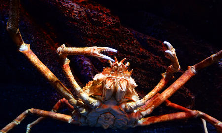 Giant spider crab / Japanese giant crab swimming underwater aquariumun - Spider Crab Macrocheira kaempferi on rock oceanの写真素材