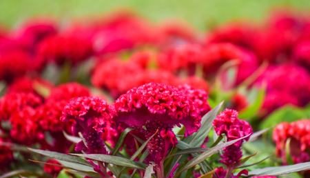 Celosia cristata or cockscomb flower red field garden colorful blossom and pathway in the summer...