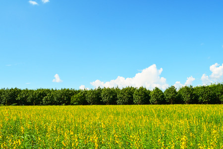 yellow field in blue sky with tree and mountain background - Beautiful landscape Spring flower Sunhemp field yellow or Crotalaria junceaの写真素材