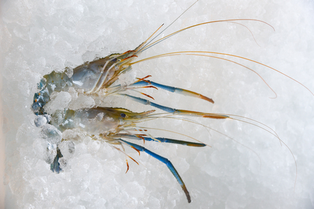 Seafood shrimps on ice background / Fresh prawns ocean gourmet raw shrimp on ice bucket in the supermarketの写真素材