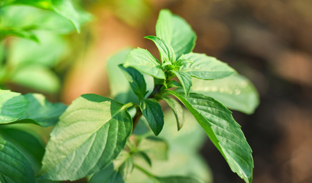 Asia basil leaf on the tree basil green palnt in the garden herbs and spices for foodの写真素材