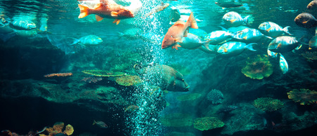 Marine life fish swimming underwater ocean colorful / Various types fish tank in big aquarium with...