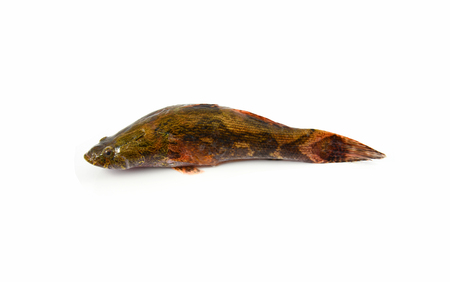 river goby fish isolated / fresh goby fish freshwater isolated on white background