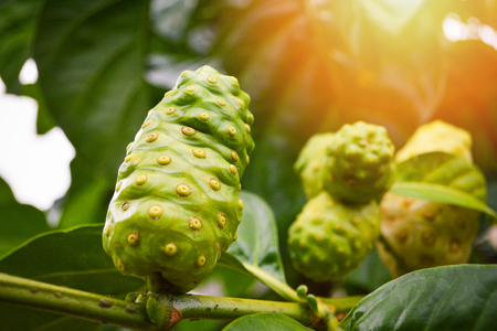 Noni fruit herbal medicines / fresh noni on tree Other names Great morinda, Beach mulberryの写真素材