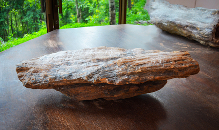 The wood becomes stoneの写真素材