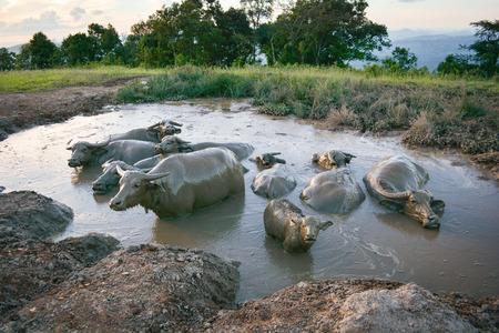 water buffalo in mud pond relaxes time animal in the mountain - Buffalo field Asia