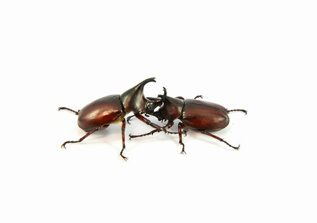 Rhinoceros Beetle Fighting isolated on white / Dynastinae beetle