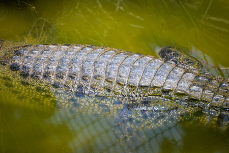 Crocodile floating on the water nature river / animal wildlife reptileの写真素材