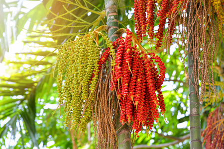 Date palm fruit ripe - Sealing wax palm on the tree