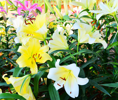 Colorful Lily Flower blooming in the spring garden / Lilium hybridsの写真素材