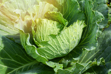 Fresh green cabbage in the farm field vegetable organic background / Close up of cabbage in the gardenの写真素材