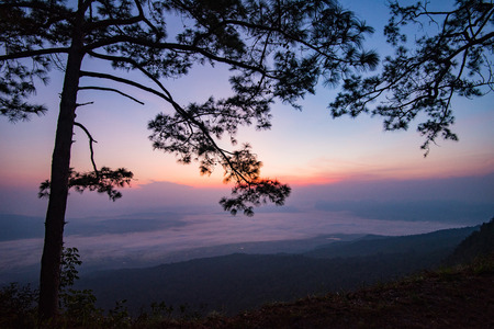 Beautiful sunrise purple sky on top view hill mountain cliff and branch silhouette pine tree...