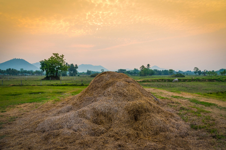 Rice straw on countryside landscape field with tree and meadow green at sunset farm agricultureの写真素材