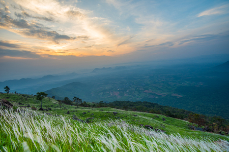 Landscape sunrise on the mountain with field and meadow green grass white flower and beautiful cloud skyの写真素材