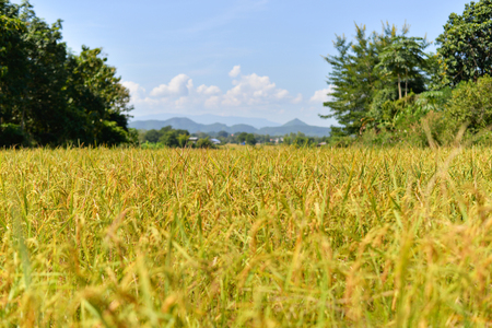 Yellow golden ripe rice field wait for harvesting in the agriculture farmの写真素材