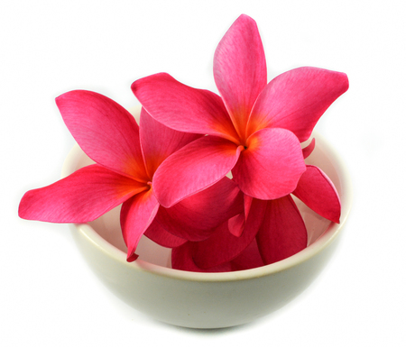 Pink flower in cup isolated / Red Frangipani Plumeria on white backgroundの写真素材