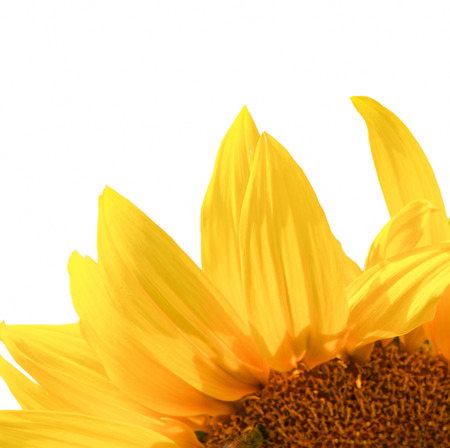 yellow sunflower isolated on white backgroundの写真素材