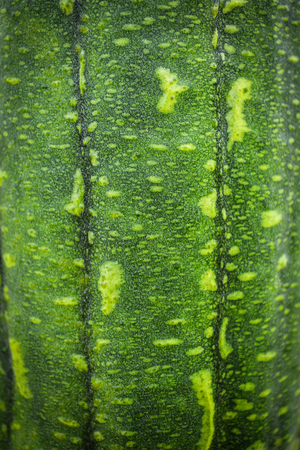 Green plant background / Skin of sponge gourd vegetable on textureの写真素材