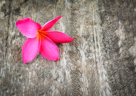 pink or red frangipani flower plumeria tropical plant on wood backgroundの写真素材