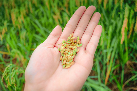 Fresh rice organic in hand farmer asia harvest rice plant on agriculture green field backgroundの写真素材