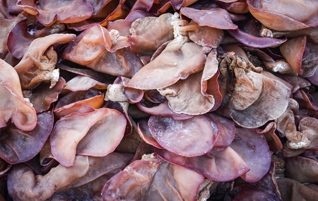 Fresh black fungus mushroom background / Jew's Ear Mushroomの写真素材
