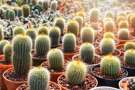Mini cactus in pots in the garden nursery cactus farm agriculture greenhouse