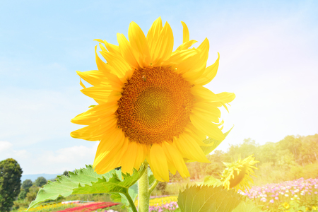 Close up sunflowers blooming in the spring garden with sunflowers field and blue sky background / Helianthusの写真素材