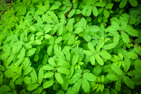 Green leaf of sensitive plant in nature forest / Mimosa invisa - sleepy plantの写真素材