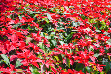 Beautiful leaf red poinsettia background blooming in the garden or Christmas star flowers plant / Euphorbia pulcherrimaの写真素材