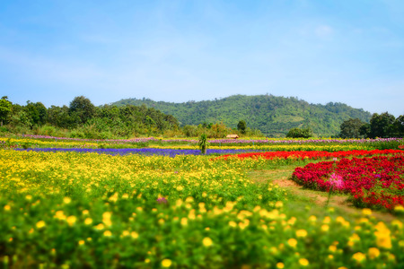 Colorful flower blossom in the spring  field garden with yellow marigold and red celosia cristata or...