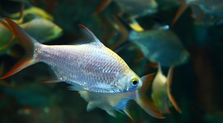 silver barb or Java barb fish red tail swimming in fish tank underwater aquariumの写真素材